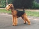 airedale's Avatar