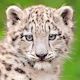 Snow Leopard's Avatar