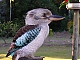 Kookaburra's Avatar