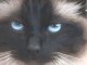 BIRMANBOY's Avatar