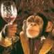 dartMonkey's Avatar